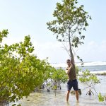 Volunteers help replant mangroves