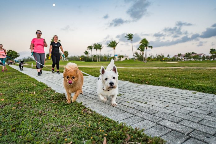 FRONT Dog Jog 2020-4 web