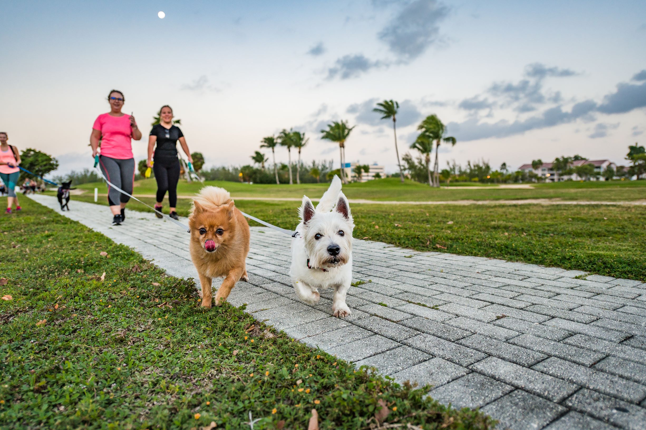 On the run for Dog Jog Cayman Compass