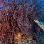 From consumption to conservation: Turtles still crucial to Cayman’s economy