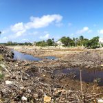 West Bay mangroves cleared without permission
