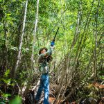 2020 green iguana cull begins
