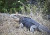 Rock iguanas being killed by drivers at record rate The Sister Islands rock iguana faces threats from speeding cars, encroaching development and feral cats.