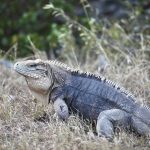 Rock iguanas being killed by drivers at record rate The Sister Islands rock iguana faces threats from speeding cars, encroaching development and feral cats.