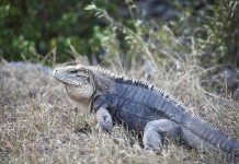 Dying breed: Sister Islands rock iguanas hit with multiple deaths The Sister Islands rock iguana faces threats from speeding cars, encroaching development and feral cats.