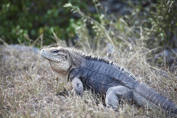 The Sister Islands rock iguana faces threats from speeding cars, encroaching development and feral cats.