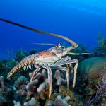 Lobster season closes