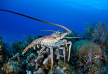 Lobster season closes