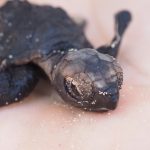 Holiday hawksbill hatch: Rare turtle nest found in Grand Cayman