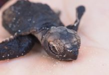Holiday hawksbill hatch: Rare turtle nest found in Grand Cayman