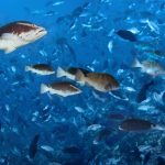 Researchers monitor ‘Grouper Moon’ spawning