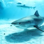 Scientists call for better protection for sharks in Caribbean