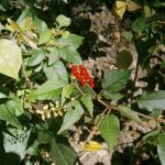 Plant of the Week