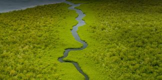 Five ideas for a green recovery