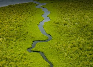 Five ideas for a green recovery