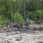 Mangroves cleared while protection plan awaits Cabinet approval