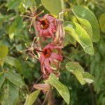 Plant of the week