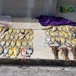 Marine enforcement continues amid COVID crisis DoE Conservation Officers confiscated 74 fish, 3 lobster and 2 spear guns and snorkel gear from two men caught spear fishing without a license. Enforcement continues amid the COVID-19 crisis.
