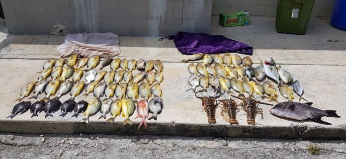 DoE Conservation Officers confiscated 74 fish, 3 lobster and 2 spear guns and snorkel gear from two men caught spear fishing without a license. Enforcement continues amid the COVID-19 crisis.