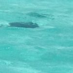 The boats are gone, but rays remain at Stingray City Stingray sandbar
