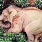 Coronavirus myths: Drunk elephants and anti-malarial drugs Drunk elephant debunked