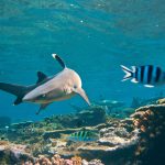 Shark series helps get kids hooked on nature Oceanic white tip sharks