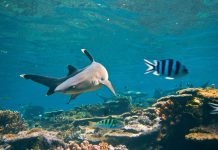 Shark series helps get kids hooked on nature Oceanic white tip sharks