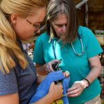 Cayman parrot amnesty ends