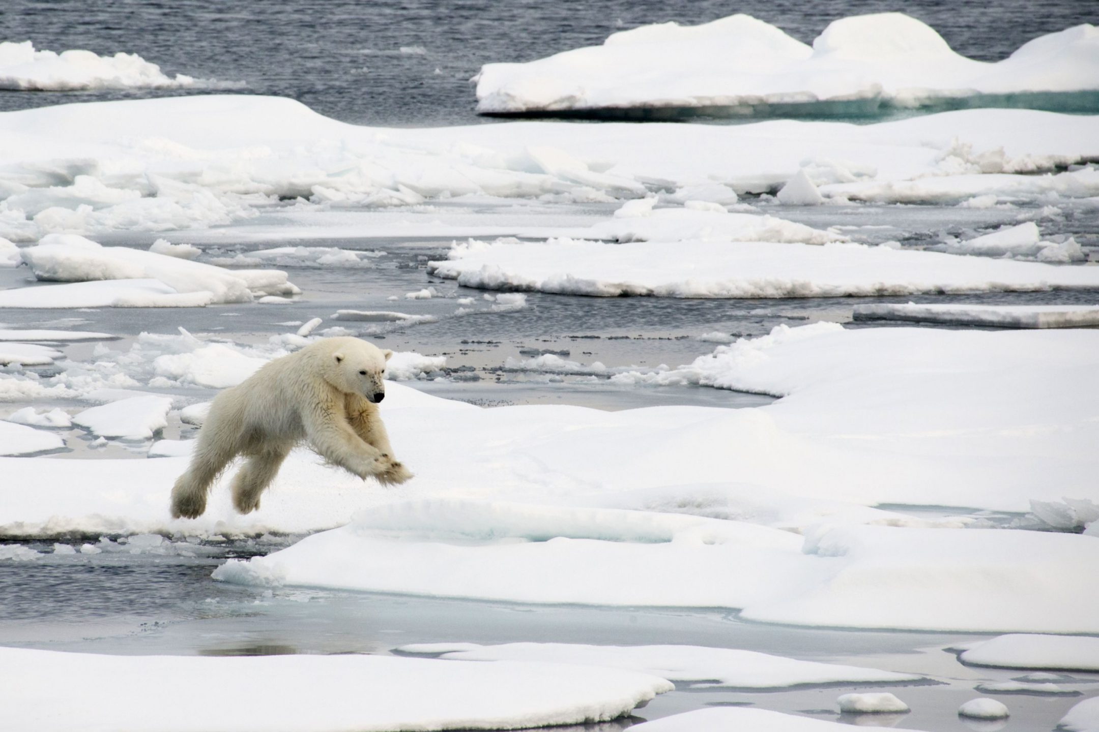 Polar bear