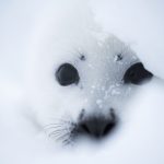 Cayman wildlife photographer: We must tell impactful stories Seal pup
