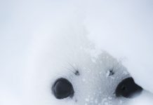 Cayman wildlife photographer: We must tell impactful stories Seal pup
