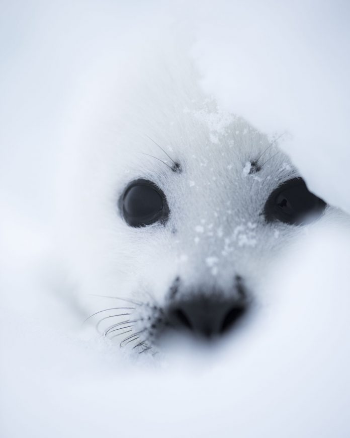 Seal pup