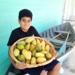 Bumper season predicted for mangoes Lissandro Martin shows off a basket of mangoes he picked from his trees last year.