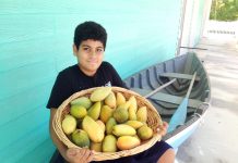 Bumper season predicted for mangoes Lissandro Martin shows off a basket of mangoes he picked from his trees last year.