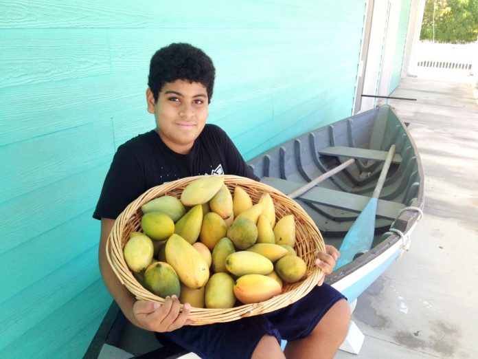 Lissandro Martin shows off a basket of mangoes he picked from his trees last year.
