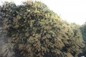 One of the man flower-laden mango trees in Bodden Town. 