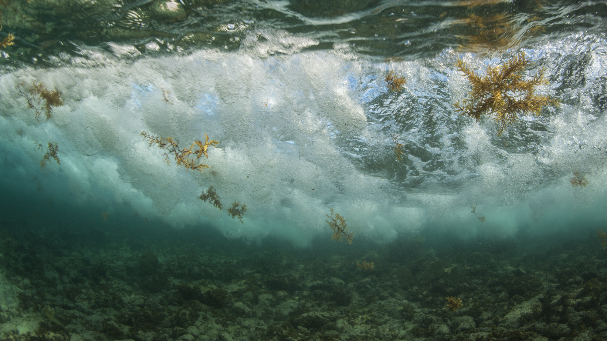 sargassum seas