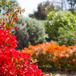 DIY gardening tips for homeowners Get more hands-on with your garden until the professionals can return