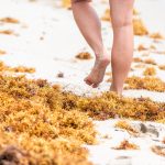 NASA spots millions of tons of sargassum in Caribbean