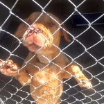 Foster a furry friend
