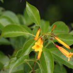 Plant of the week