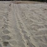 DOE records first wild green turtle nest of 2020