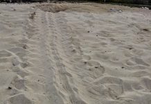 DOE records first wild green turtle nest of 2020