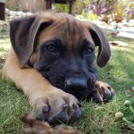Cayman to the rescue at animal shelters