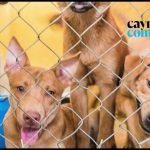 Local animal charities worried about spike in abandoned pets
