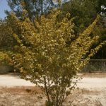 Native plant of the week