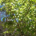 National Trust urges native tree planting