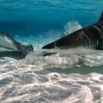 Sharks at the sandbar? Be encouraged, not afraid, say researchers