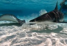 Sharks at the sandbar? Be encouraged, not afraid, say researchers