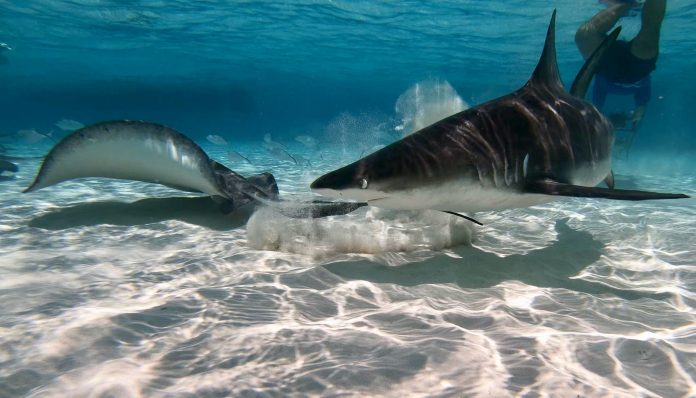 Shark and Ray 1 - JH (1)